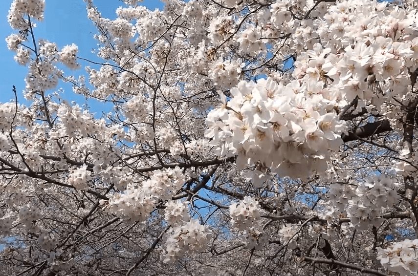 2023 진해 벚꽃축제의 모든것